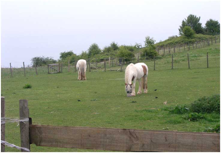 Cliff top grazing