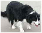 Sunny Sands Pleasure Beach