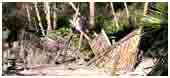 Adventure Playground