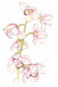 orchid