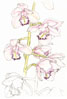 orchid