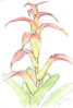 bromeliad
