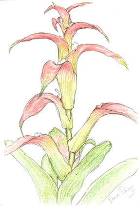 Bromeliad
