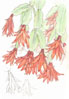 Ripsaldopsis