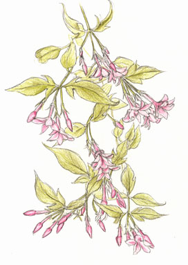 pink jasmin
