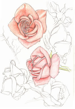 roses