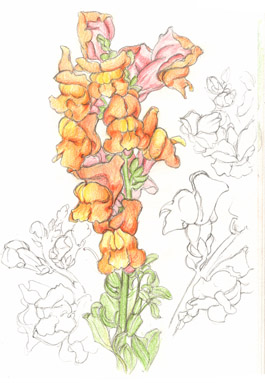 Antirrhium
