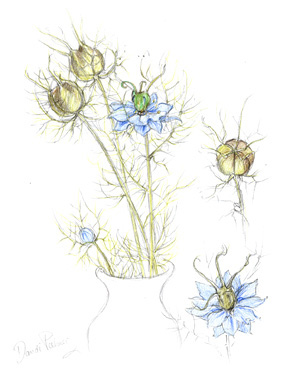 love in a mist