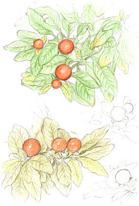 Solanum