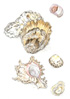 Oyster & Murex
