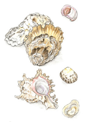 Oyster & Murex