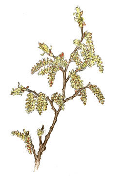 Beech catkins
