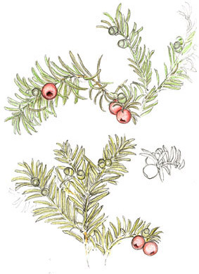 yew