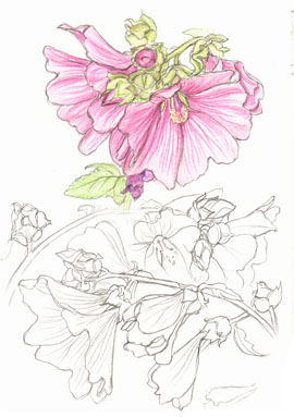 Lavatera