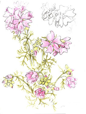 malva