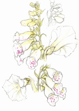 Foxgloves and bindweed
