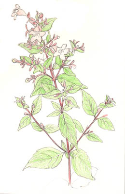 Albelia