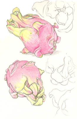 Dragon Fruit
