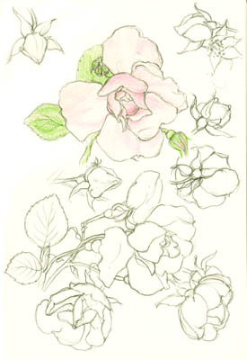Roses