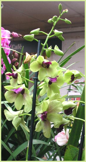 Dendrobium
