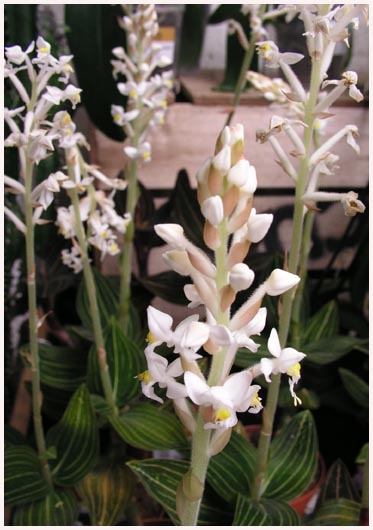Ludisia - Jewel Orchid