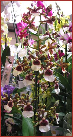 Oncidium