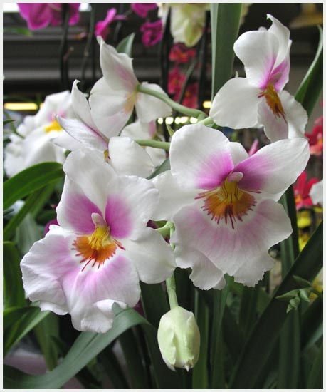 Miltonia