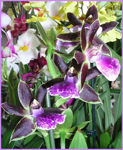 Zygopetalum