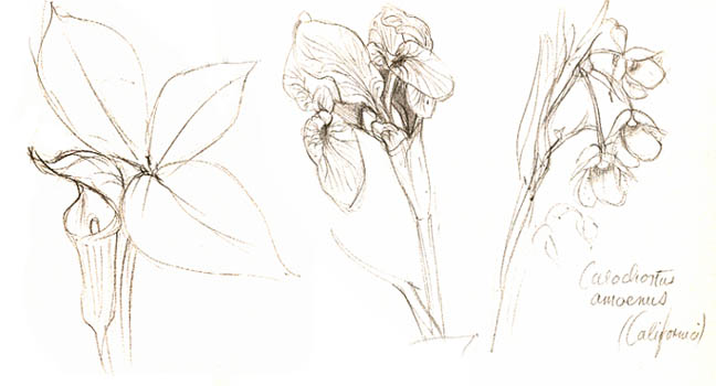 Calachortus amoenus
