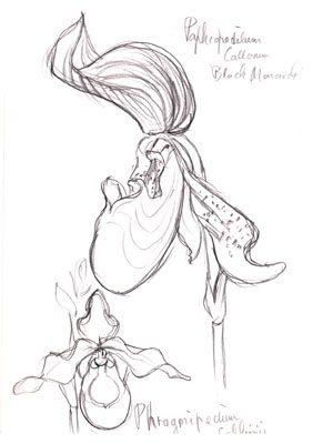 Pathiopedilum