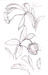 Pleione