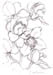 Cymbidium