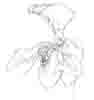 Pathiopedilum