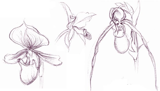 Pathiopedilum, Cattleya