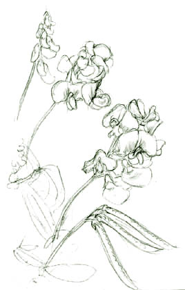 Everlasting Pea
