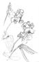 Everlasting Pea
