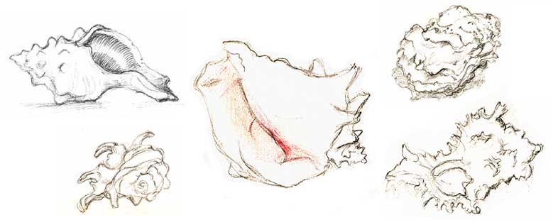 shells