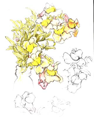 snapdragon