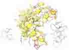 Antirrhinum