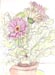 Gerbera 
