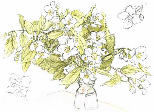 orange blossom