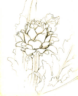 Artichoke