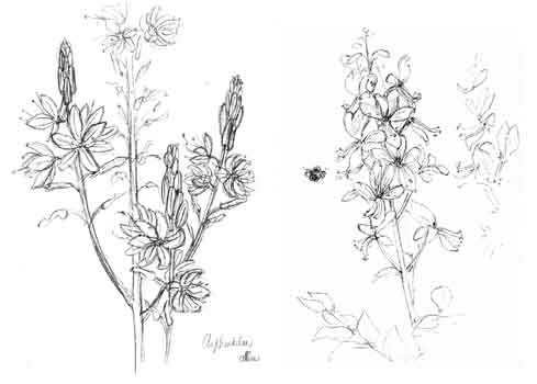 Asphodelas