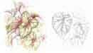 Begonia rex