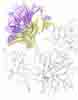 Campanula