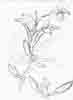Day Lily