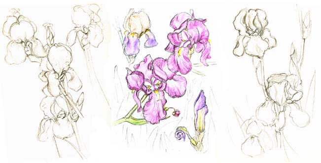 flags, iris