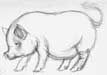 Pot Bellied Pig