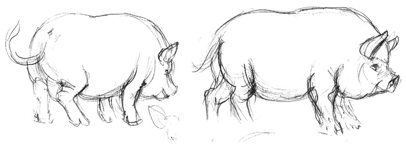 Pot Bellied Pigs