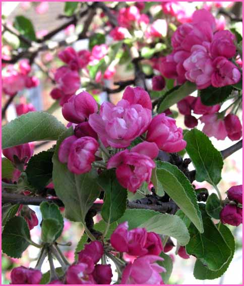 Apple Blossom